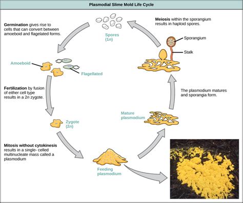  Sorocarpa!  A Tiny Amoebozoan Living a Life of Collaborative Slime Mold Mayhem