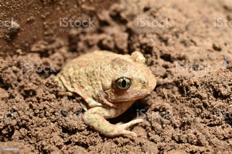 Zambezian Flathead Frog! This Remarkably Adaptable Amphibian Uses Its Broad, Flat Head to Burrow into Muddy Riverbeds and Ambushes Unsuspecting Prey with Lightning-Fast Strikes.